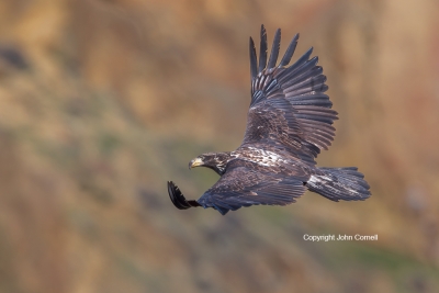 Bald-Eagle;Eagle;Flying-Bird;Haliaeetus-leucocephalus;Photography;action;active;